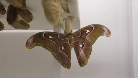 Large moth emerged from cocoon Stock Footage 297110660