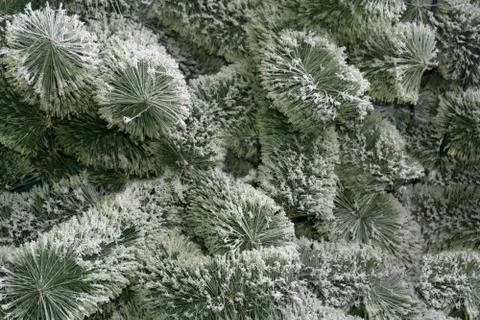Large moth on evergreen tree Stock Photos