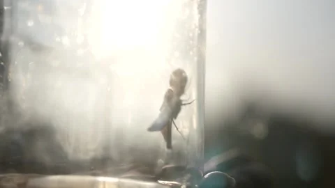 A large moth in a glass jar. Stock Footage 169008587