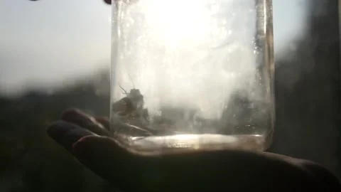 A large moth in a glass jar. Stock Footage 169922108
