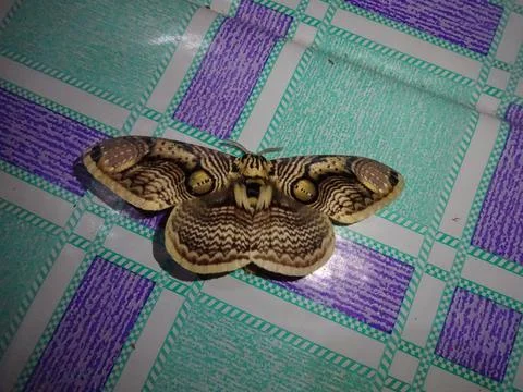 Large Moth with Intricate Patterns on Checkered Surface Stock Photos