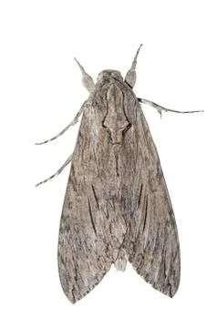 The large moth Stock Photos