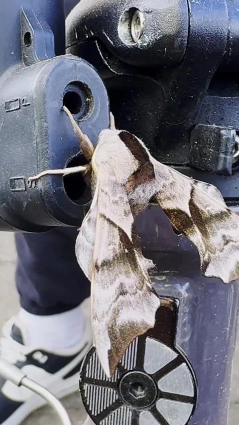 Large Moth Resting on Outdoor Recording Equipment at Canoe Sprint Venue Stock-Footage 345095286