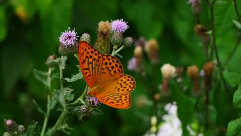 A large mother-of-pearl butterfly eats nectar on a thistle flower and flies  스톡 동영상 157624917