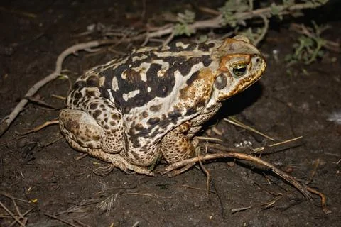 Large mottled toad with patterned skin rests on dark, damp ground with twig.. Stock Photos