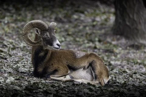 Large mouflon ram into the forest Foto stock