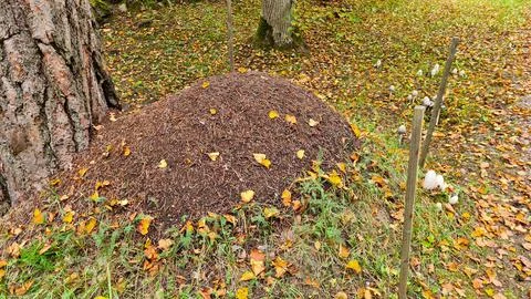 Large mound of an anthill next to pine tree in the forest in autumn Stock Photos