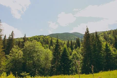Large mountain forest with trees Stock Photos