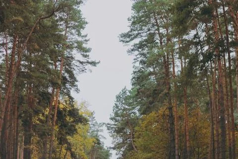 Large mountain forest with trees Stock Photos