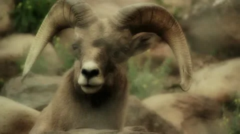 Large Mountain Goat Stock Footage 11149841