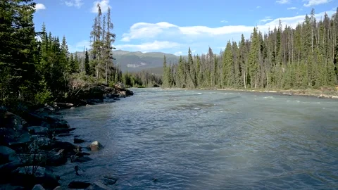 Large mountain river tumbles over rapids surrounded by green evergreen forest Stock Footage 172373496