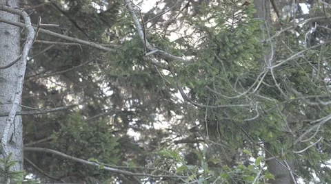 Large Mountain tree.mp4 動画素材 42844850