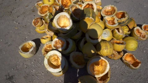 A large mountain of yellow pumpkins, pumpkins are cut into two halves. Stock Footage 141445442