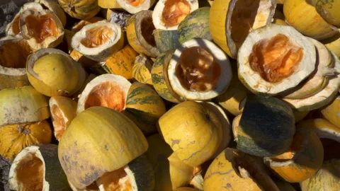 A large mountain of yellow pumpkins, pumpkins are cut into two halves. Stock Footage 141446255