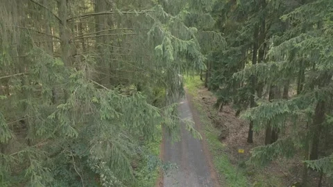 Large mountains green spruce forest aerial view, aerial drone view Stock Footage 280206280