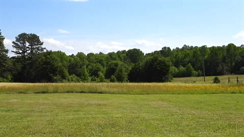 Large Mowed Yard With Tall Grass And Trees Blowing In A Gentle Wind Stock Footage 310969529