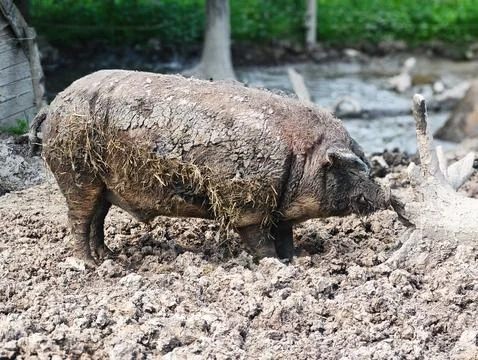 Large Mud-Covered Pig Standing in a Pen Stock Photos