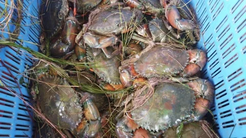 Large mud crabs sale in India Stock Footage 220116110
