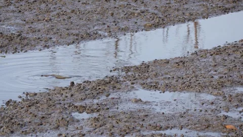 Large mudskipper walking into a mangrove puddle Stock Footage 337420825