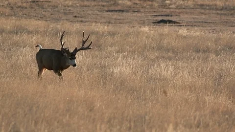 A Large Mule Deer Buck Eating in a Farm Field on a Fall Morning Stock Footage 122963903