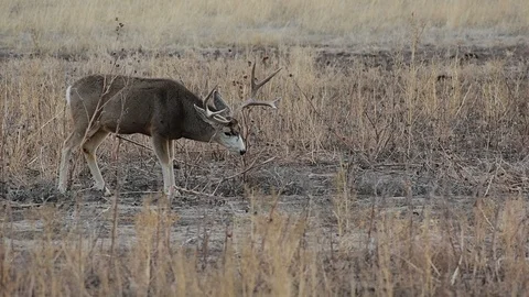 A Large Mule Deer Buck Eating in a Farm Field on a Fall Morning Stock Footage 122963974