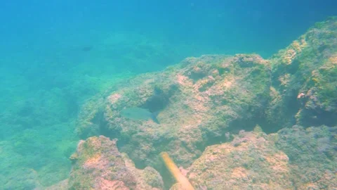 Large Mullet Fish Under Sea Stock Footage 144985653