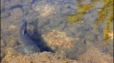 Large Mullet in the water eating algae near big stone Stock Footage 47735546