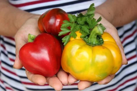 Large multi-colored bell peppers in female palms. Photos