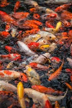 Large multi-colored carps grab the air above the water surface with their mou Stock Photos