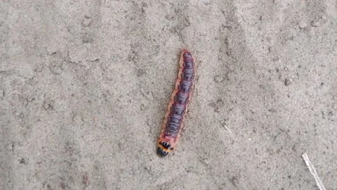 A large multi-colored caterpillar crawls on the sand. Close-up of the caterpilla Stock Footage 160167194