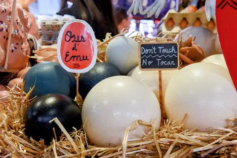 Large multi-colored eggs of ostrich lie on straw nest 写真素材