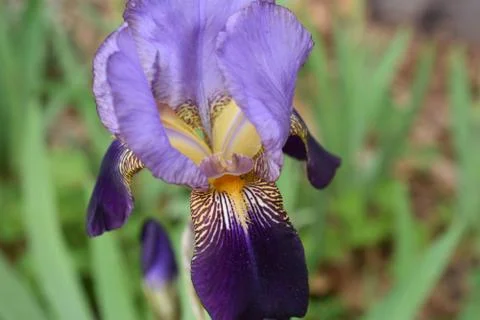 Large, Multi Colored Iris Stock Photos