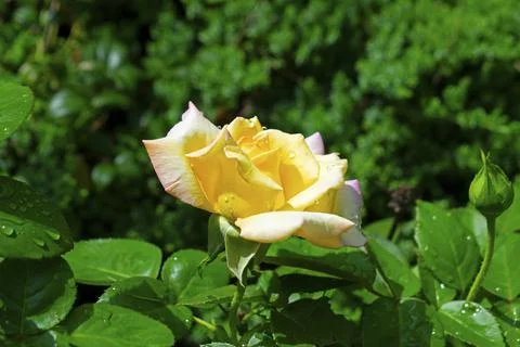 Large, Multi Colored Rose -01 Stock Photos