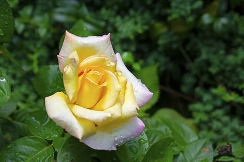 Large, Multi Colored Rose -02 Stock Photos