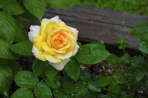 Large, Multi Colored Rose -08 Stock Photos