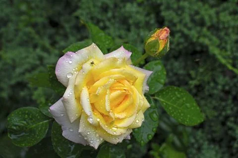 Large, Multi Colored Rose with Bud -10 Stock Photos
