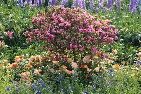 A large, multi-colored rose bush stands in the center of an english garden,.. Stock Photos