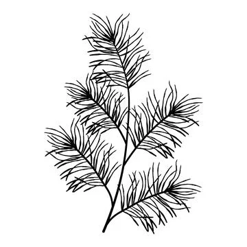 Large multi stemmed pine branch with airy layered needles, detailed evergre.. Stock Illustration