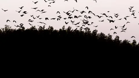 Large Murder of Crows Digital Composite Video stock 317940413
