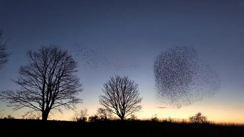 Large murmuration of starlings flying over trees during sunset creating dyn.. Vidéo 337442797