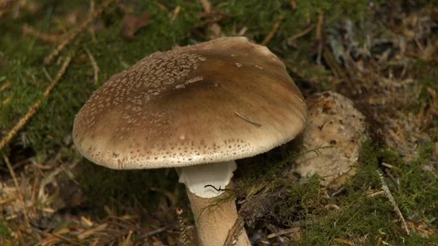 Large Mushroom Cap and Stem Stock Footage 115638870