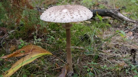 Large mushroom in the coniferous forest. Stock Footage 282866662