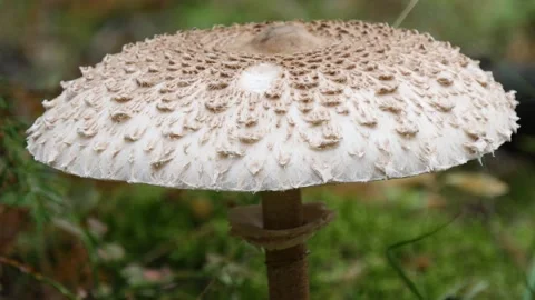 Large mushroom in the coniferous forest. Video stock 282866711