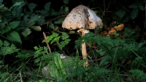 Large mushroom in a forest setting Stock Footage 93781960