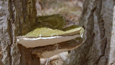 Large mushroom growing on the side of a tree, 4k60p Video stock 128796153