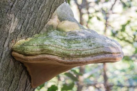 Large mushroom that grows on tree trunks, Fomes fomentarius Stock Photos