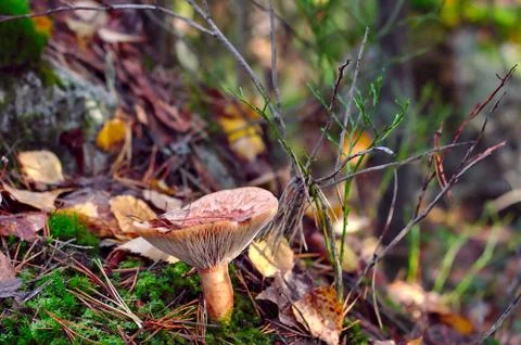 Large mushroom Photos