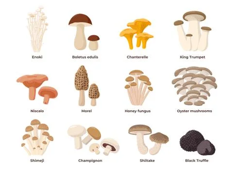 Large Mushroom set of vector illustrations in flat design isolated on white. Cep Stock-Illustration