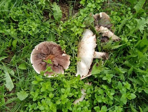 A large mushroom in thick grass Stock-Fotos