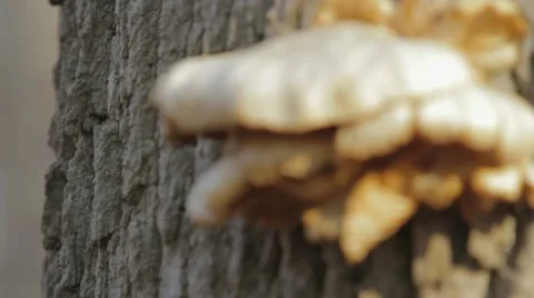 Large Mushroom on Tree - Rack focus Видео 9552957